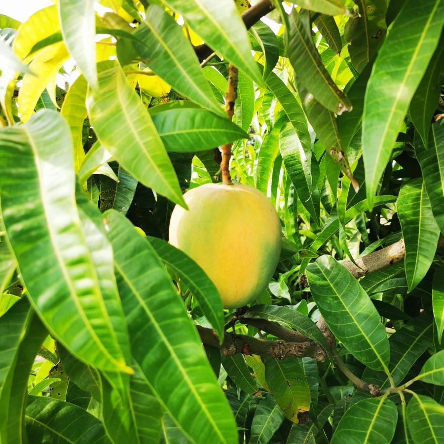 Azienda Agrituristica Baglio Carta Agroturismo Balestrate