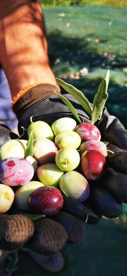 Azienda Agrituristica Baglio Carta Agroturismo Balestrate