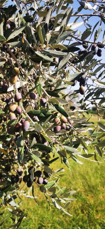 Azienda Agrituristica Baglio Carta Alojamento de Turismo Rural