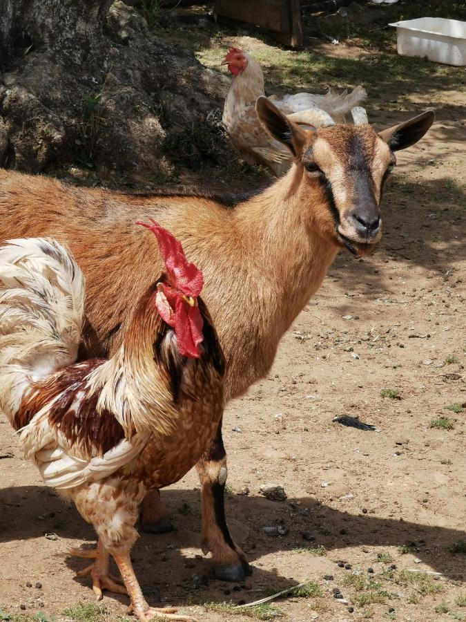 Alojamento de Turismo Rural Azienda Agrituristica Baglio Carta *
