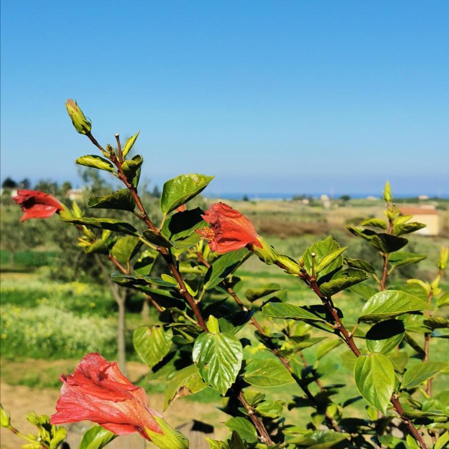 Alloggio per agriturismo Azienda Agrituristica Baglio Carta *
