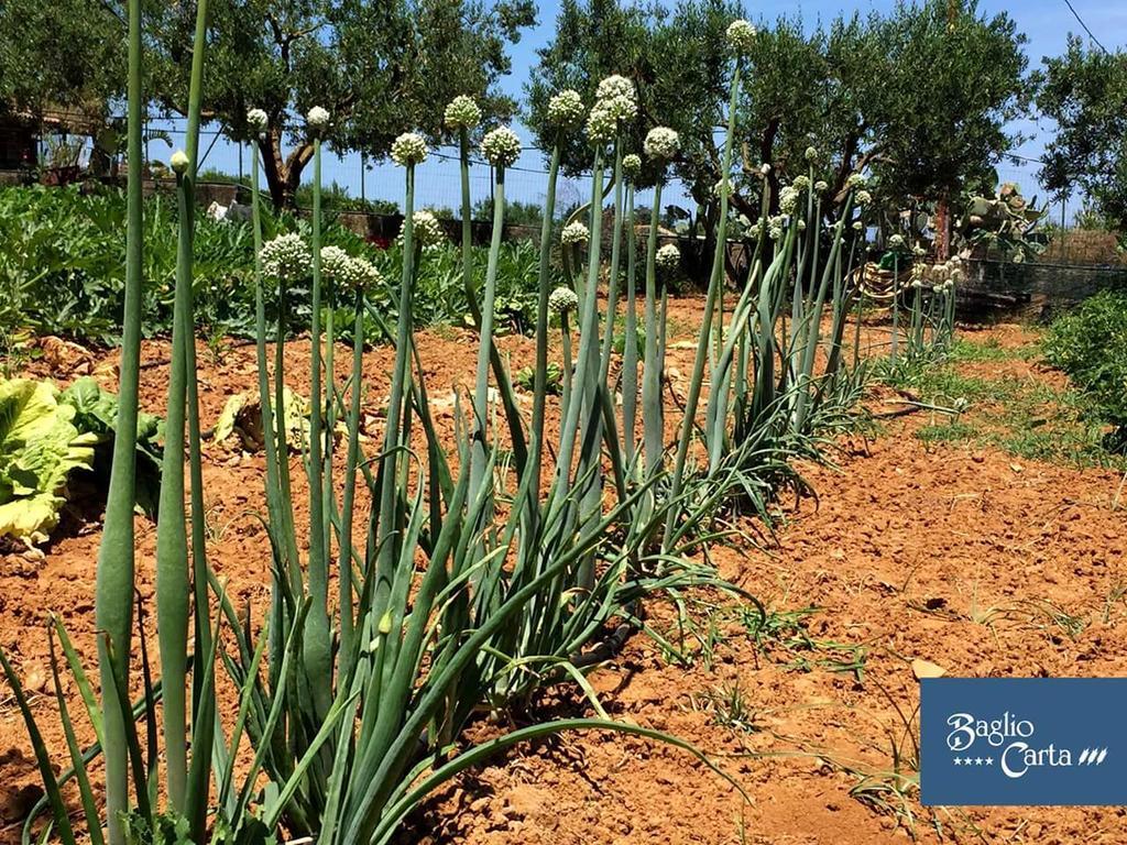 Azienda Agrituristica Baglio Carta Balestrate